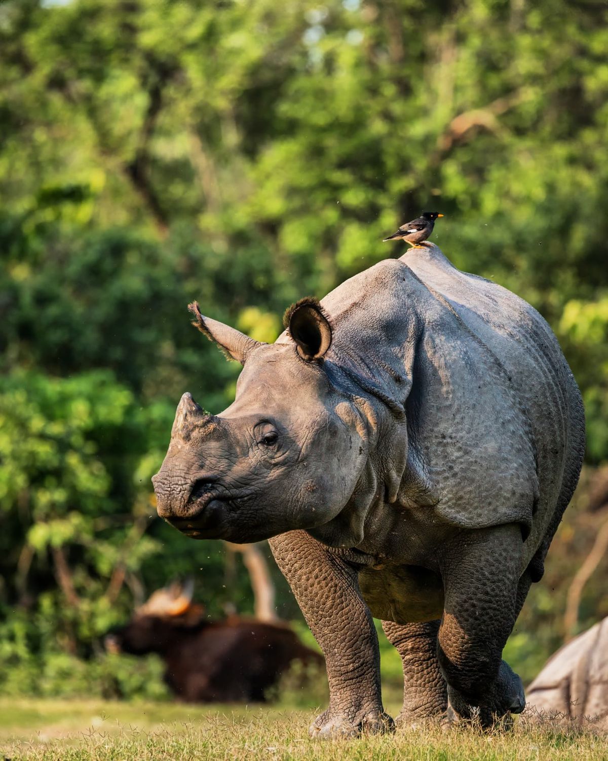 one-horned rhinoceros