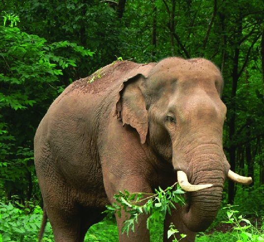 asian elephant