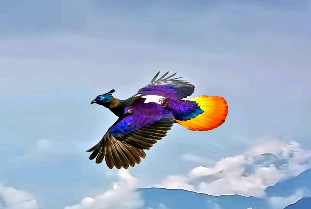 himalayan monal