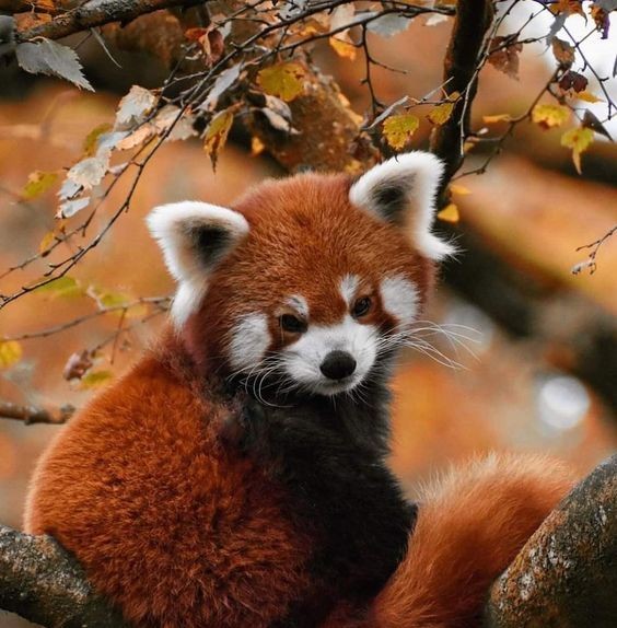 red panda
